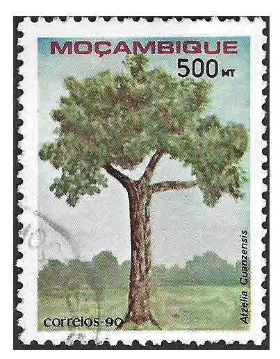 1137 - Caoba de Hoja Grande