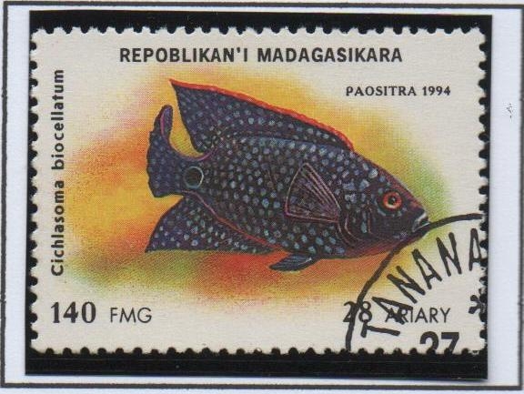 Peces d' Acuario:  Cichlasoma biocellatum