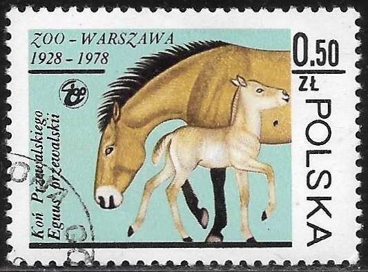 Fauna - Equus przewalskii