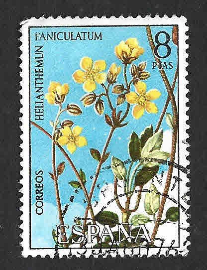 Edif2224 - Helianthemum Paniculatum