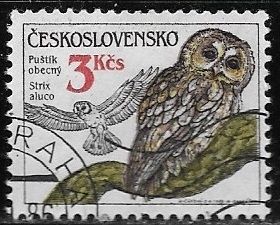 Aves - Strix aluco