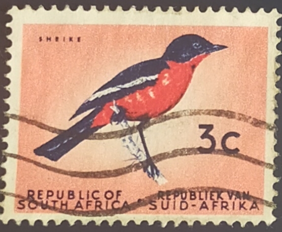 Crimson-breasted Shrike (Laniarius atrococcineus