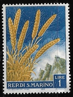 Triticum aestivum