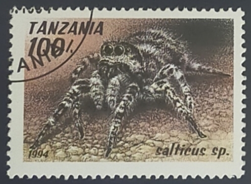 Salticus sp. araña saltadora