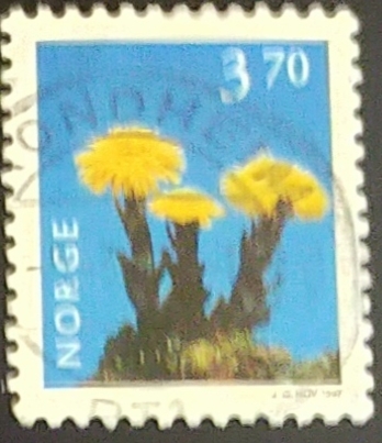 Coltsfoot (Tussilago farfara