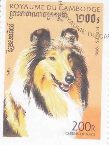 PERRO DE RAZA- Collie