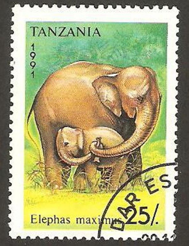 elefante