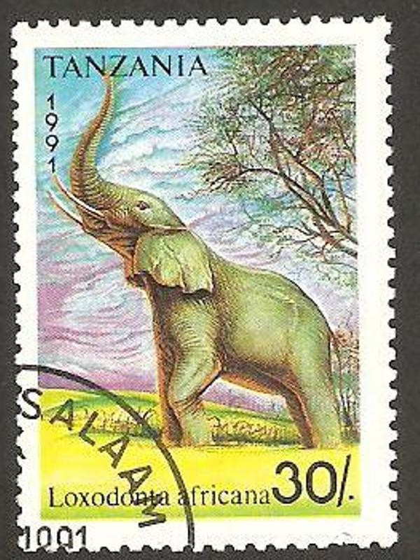 elefante