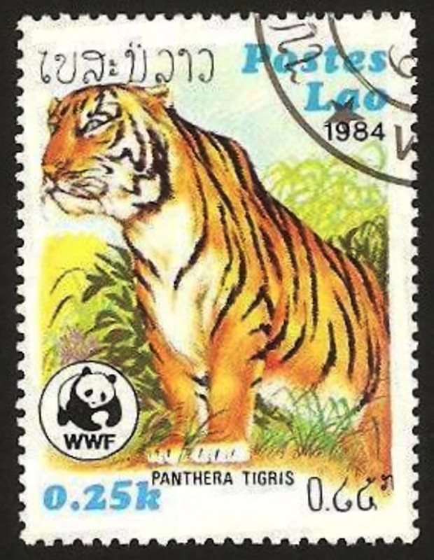 pantera tigre