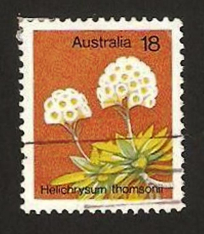 flora, helichrysum thomsonii