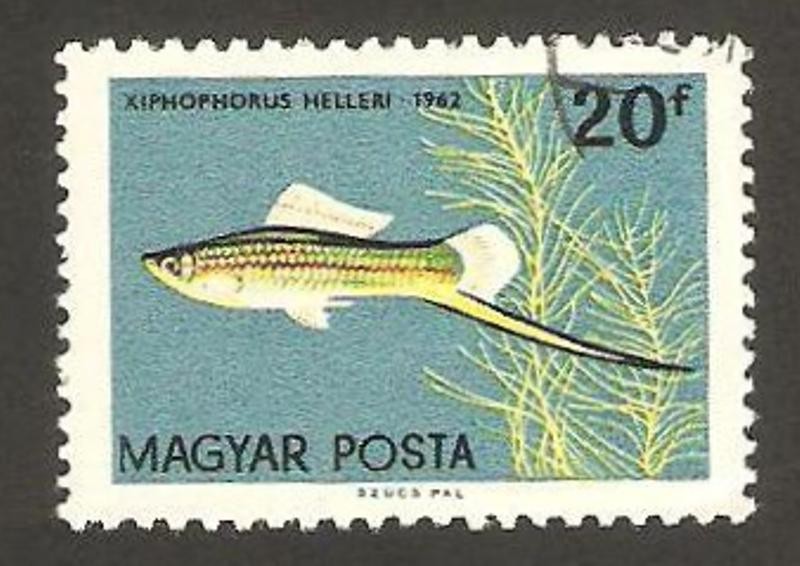 fauna marina, pez xiphophorus helleri